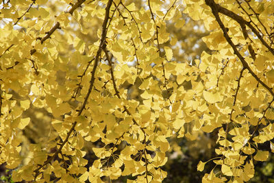 Close-up of yellow flowering plant