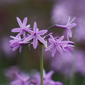 Close-up of purple flowering plant