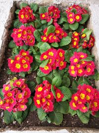 High angle view of flowers blooming outdoors