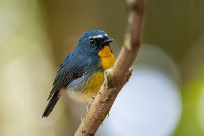 Close-up of bird perching on branch