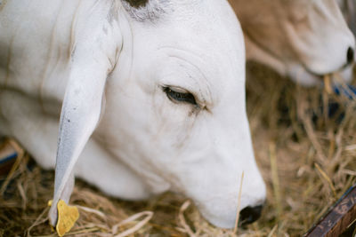 Close-up of a horse in the field