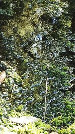 Close-up of fresh green plants in forest