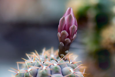 Close-up of purple flowering plant