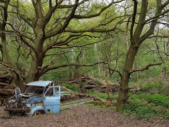 Trees in forest