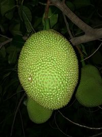 Close-up of fruit on plant