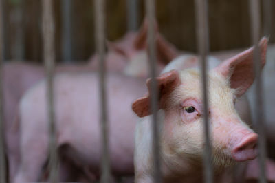 Cute piglet in farm. small pig. livestock farming.  african swine fever and swine flu concept. 