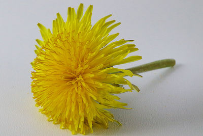 Close-up of yellow flowering plant against white background