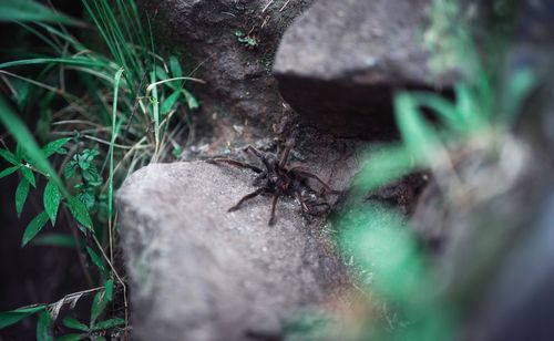 Close-up of insect