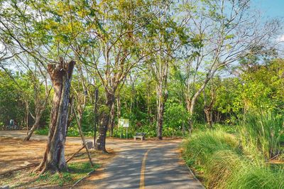 Road amidst trees against sky