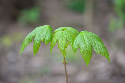 Close-up of green leaves