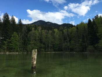 Reflection of trees in lake