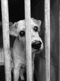 Portrait of cat in cage
