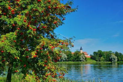 Trees by lake against blue sky