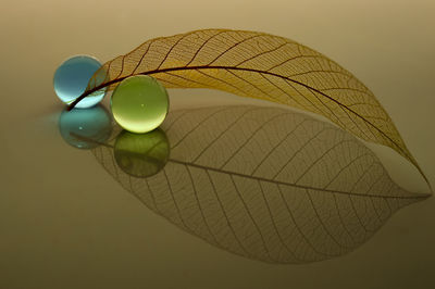 Close-up of multi colored leaf against sky
