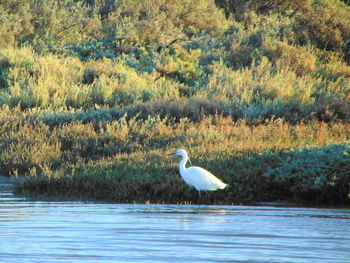 High angle view of gray heron perching on lake by plants