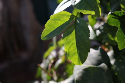 Close-up of fresh green plant