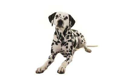 View of a dog against white background