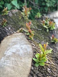 Close-up of lizard on tree