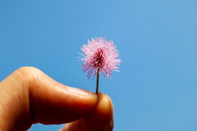 Close-up of hand holding dandelion against blue sky