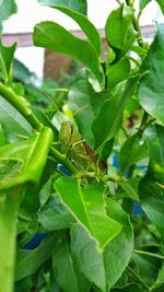 Close-up of insect on plant