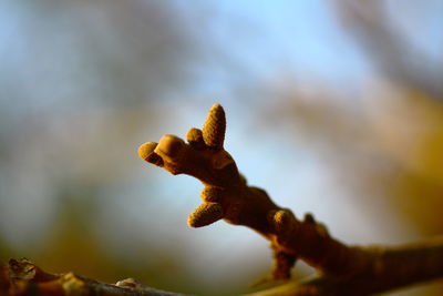 Close-up of twig on twig