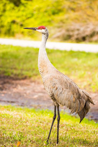 Close-up of a bird on field