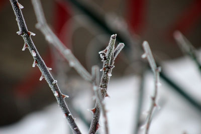 Close-up of frozen plant