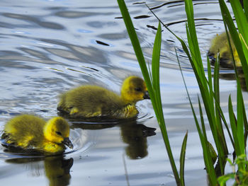 Duck swimming in a lake