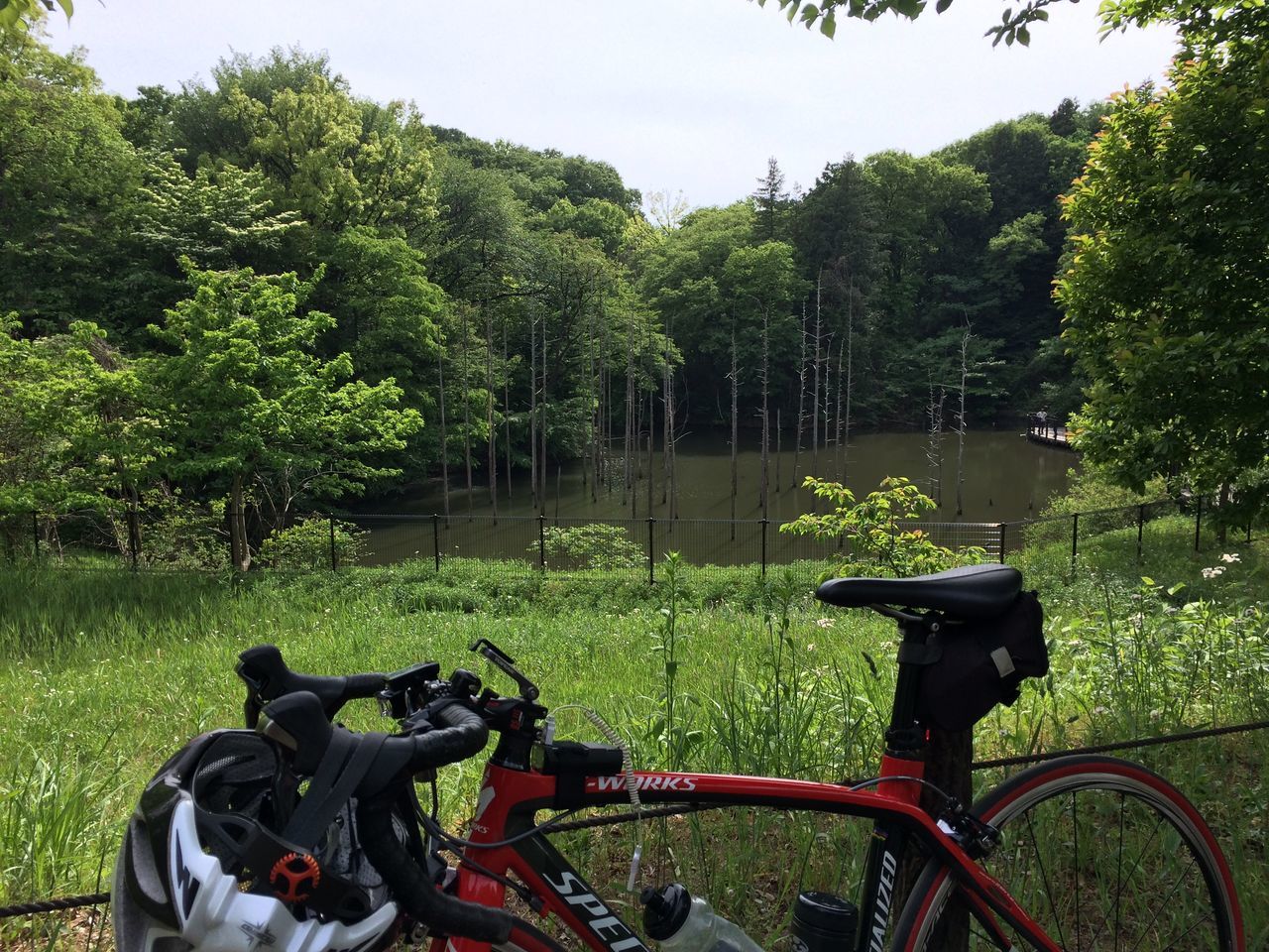 bicycle, land vehicle, mode of transport, transportation, tree, riding, domestic animals, stationary, green color, growth, horse, motorcycle, car, parking, parked, nature, mammal, men, outdoors