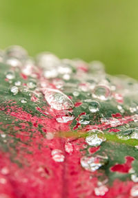 Close-up of water drops on pink rose