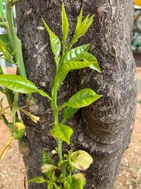 Close-up of plant growing on tree trunk