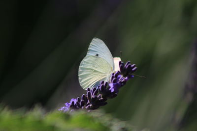 Close-up of butterfly pollinating on purple flower