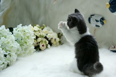 Close-up of cat sitting by flowers