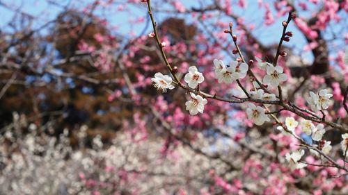 Pink flowers blooming on tree