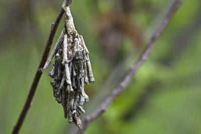 Close-up of frozen plant