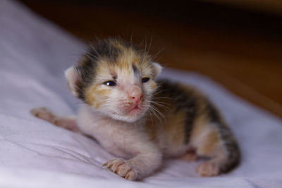 Close-up of a cat