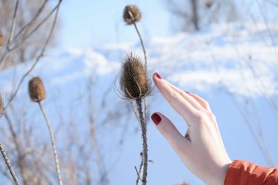 Close-up of hand holding dandelion against sky