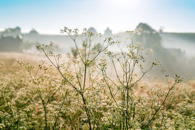 Close-up of white flowering plants on land against foggy hill and sky