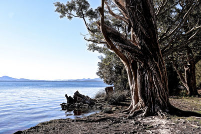 Tree by sea against sky