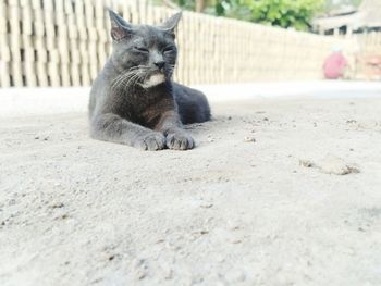 Close-up of a cat resting