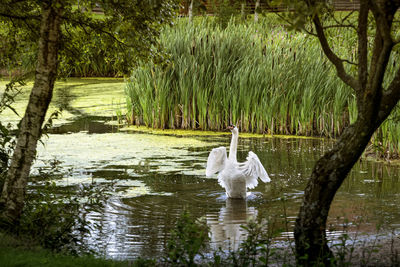 Swan in a lake