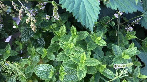 Close-up of fresh green plants