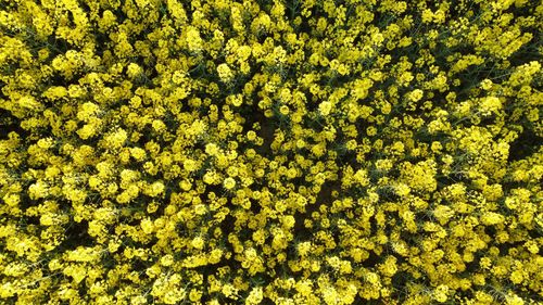 Full frame shot of plants