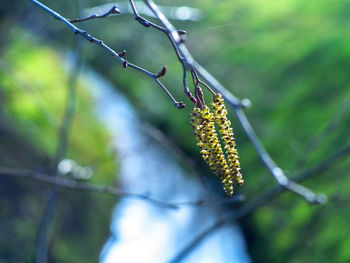 Close-up a twig of a tree