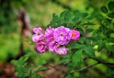 Close-up of pink flowering plant
