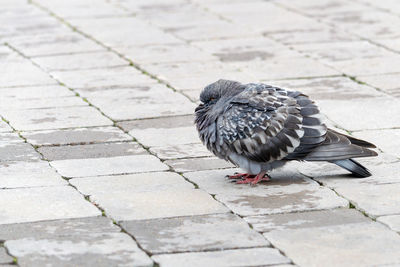 Close-up of pigeon on footpath