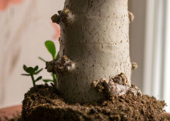 Photo with a thick fine tree trunk in a flowerpot and a new seedling