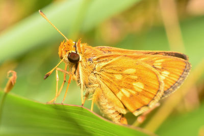 Close-up of butterfly pollinating