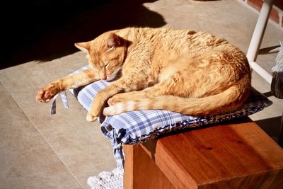 High angle view of cat sleeping on floor