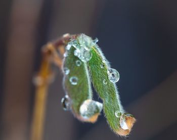 Close-up of raindrops on leaf